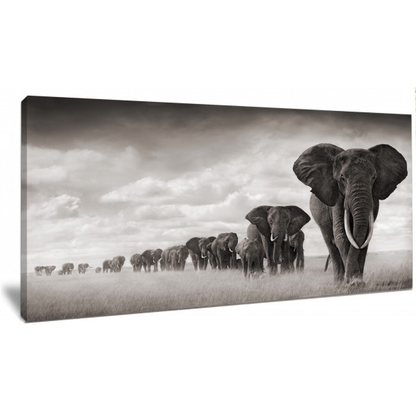 Beautiful African Elephants Panoramic