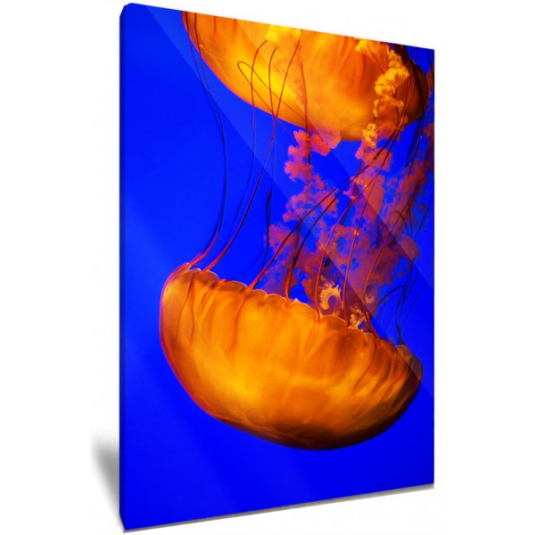 Orange Jellyfish 