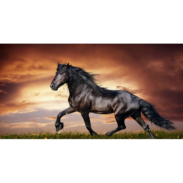 Sunset Black Beauty Horse